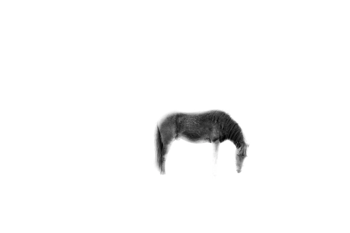An over-exposed image of a horse